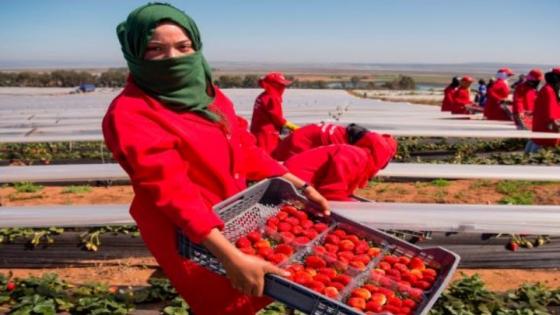 المغرب واسبانيا يكشفان حصيلة تعاونهما لإنجاح عملية جني الفراولة