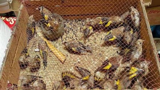 الدريوش.. تفكيك شبكة للإتجار غير القانوني في فصيلة مهددة بالإنقراض من طائر “الحسّون”