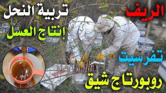 ها كيفاش يتم تربية النحل وإنتاج العسل.. مشاهد شيقة | NADORPRESS