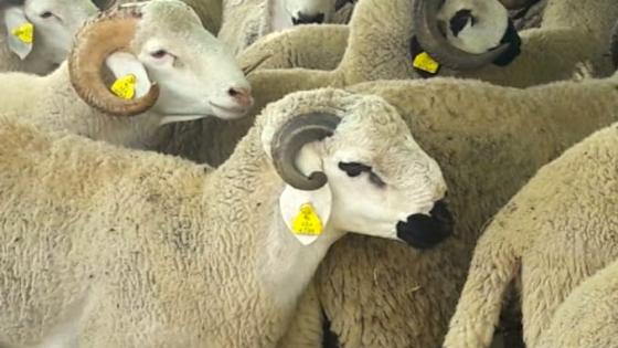 بعد عيد الفطر، عيد الأضحى في ظل وباء كورونا يجر أخنوش للمساءلة في البرلمان