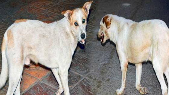 الكلاب الضالة تجتاح أزقة وجنبات كلية الناظور و الظاهرة تثير قلق الطلبة