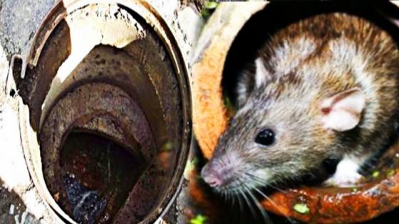 الفئران تغزو جماعة بن الطيب ومواطنون متضررون يطالبون بالتدخل