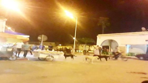 انتشار الكلاب الضالة ببن الطيب من المعيقات التي تعكر صفو صيف هذه السنة