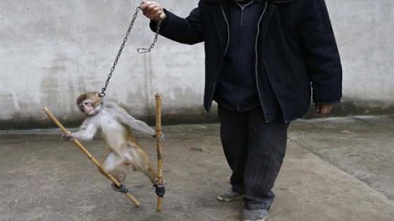 تقرير صادم يكشف جرائم البشر في حق الحيوانات