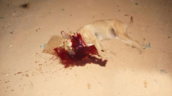 شن حملة ليلية واسعة ببن الطيب لقتل وتصفية الكلاب الضالة باستعمال الرصاص الحي