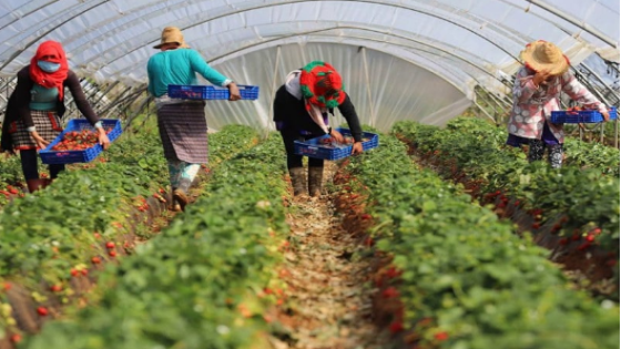 تفاصيل هروب عاملات مغربيات بإسبانيا