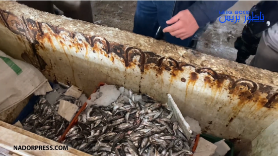 حجز كمية كبيرة من السمك الفاسد.. حالة كارثية