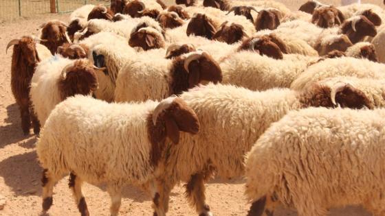 ببن الطيب :جمعية الوحدة للنهوض بالعمل الإجتماعي تطلق حملة لجمع التبرعات لإقتناء أضاحي العيد