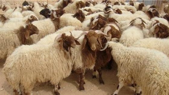 استعدادا لعيد الأضحى.. ترقيم 4.5 مليون رأس من الأغنام والماعز