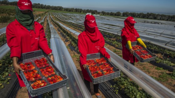 من يتحمل المسؤولية؟.. وزارة الصحة تعلن رسميا إصابة 457 عاملا بفيروس “كورونا” ببؤرة “لالة ميمونة”